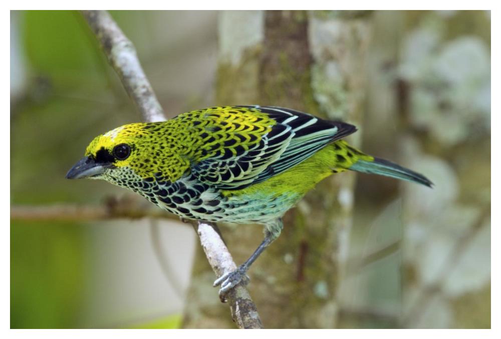 Speckled Tanager, Costa Rica-Paper Art-50,,X34,,