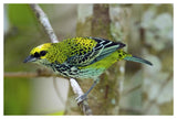 Speckled Tanager, Costa Rica-Paper Art-50,,X34,,