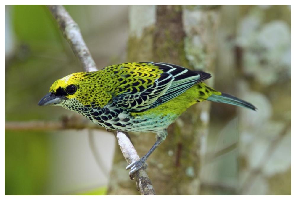 Speckled Tanager, Costa Rica-Paper Art-62,,X42,,