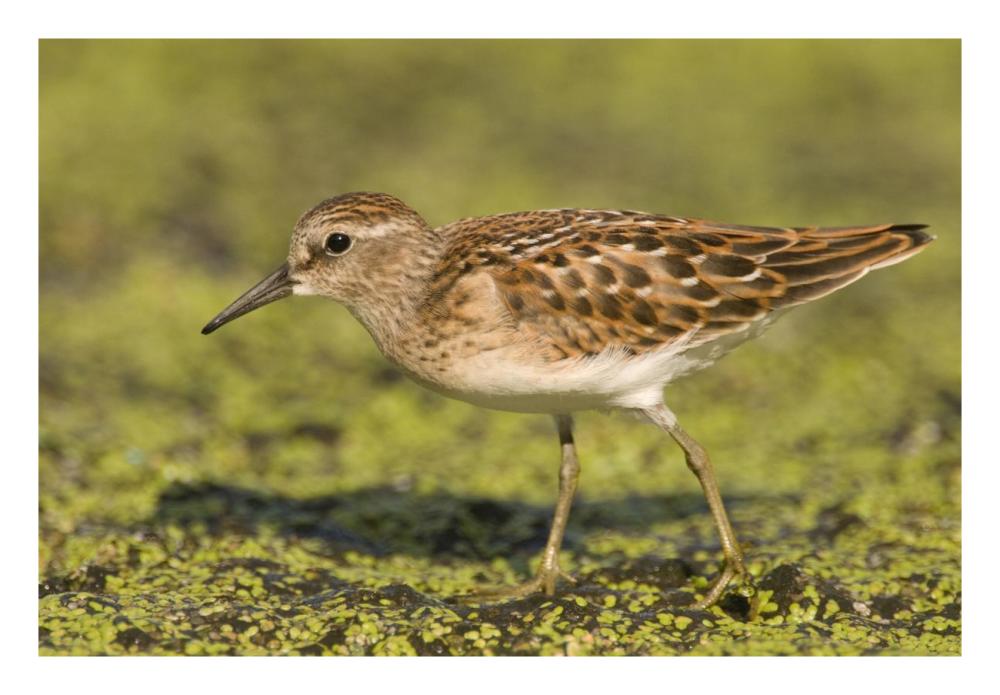 Pectoral Sandpiper, Michigan-Paper Art-26,,X18,,