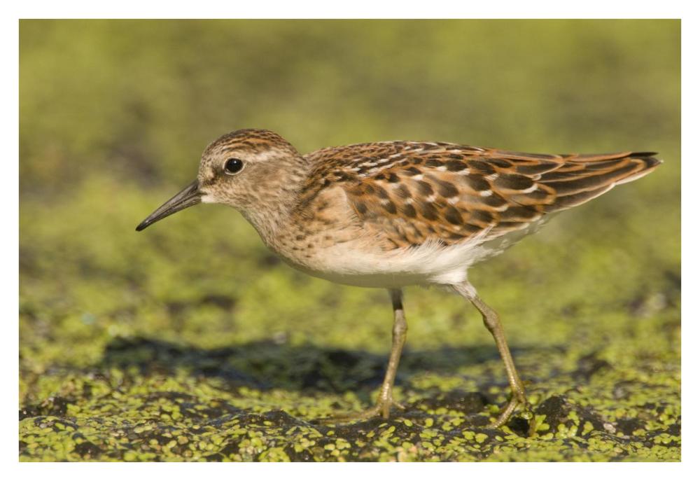 Pectoral Sandpiper, Michigan-Paper Art-38,,X26,,