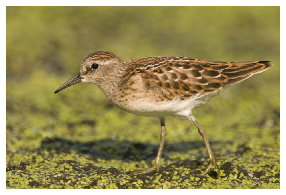Pectoral Sandpiper, Michigan-Paper Art-50,,X34,,
