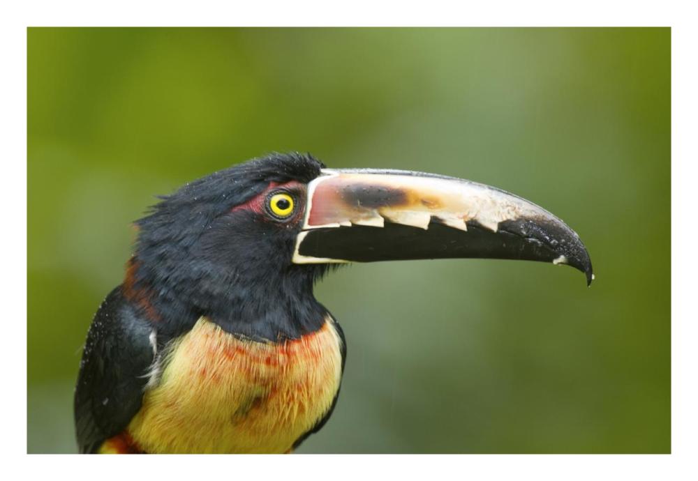Collared Aracari, Costa Rica-Paper Art-26,,X18,,