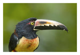 Collared Aracari, Costa Rica-Paper Art-26,,X18,,