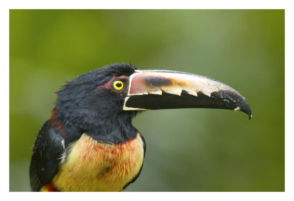 Collared Aracari, Costa Rica-Paper Art-32,,X22,,