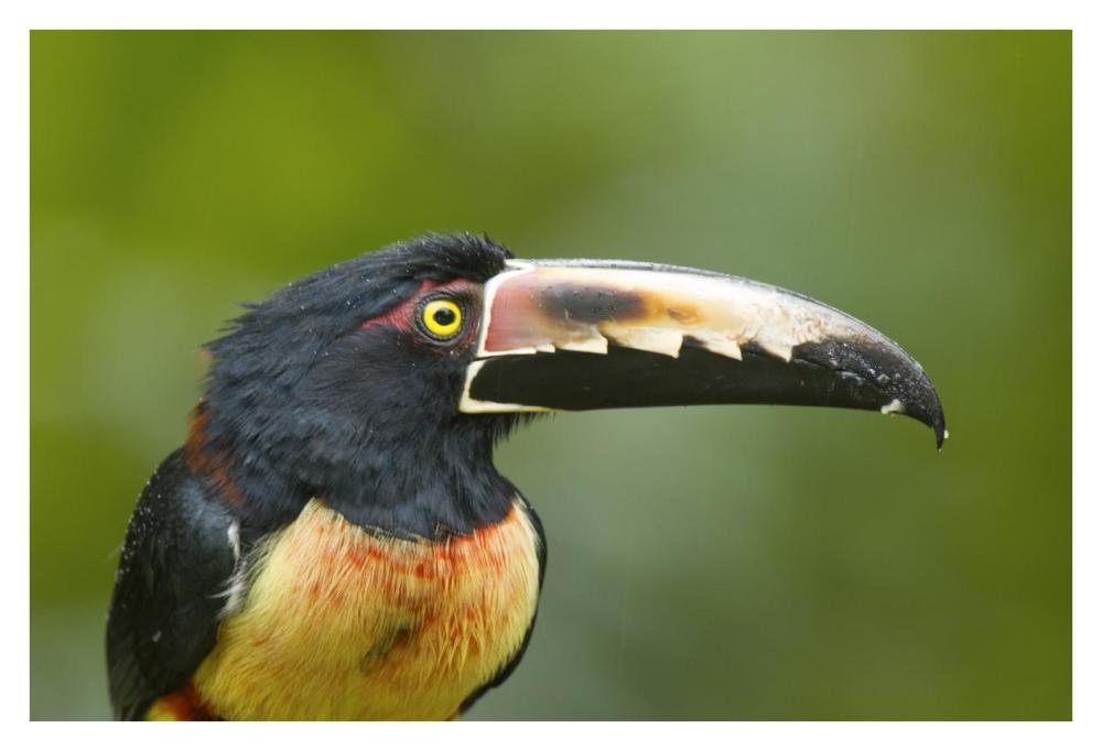 Collared Aracari, Costa Rica-Paper Art-38,,X26,,