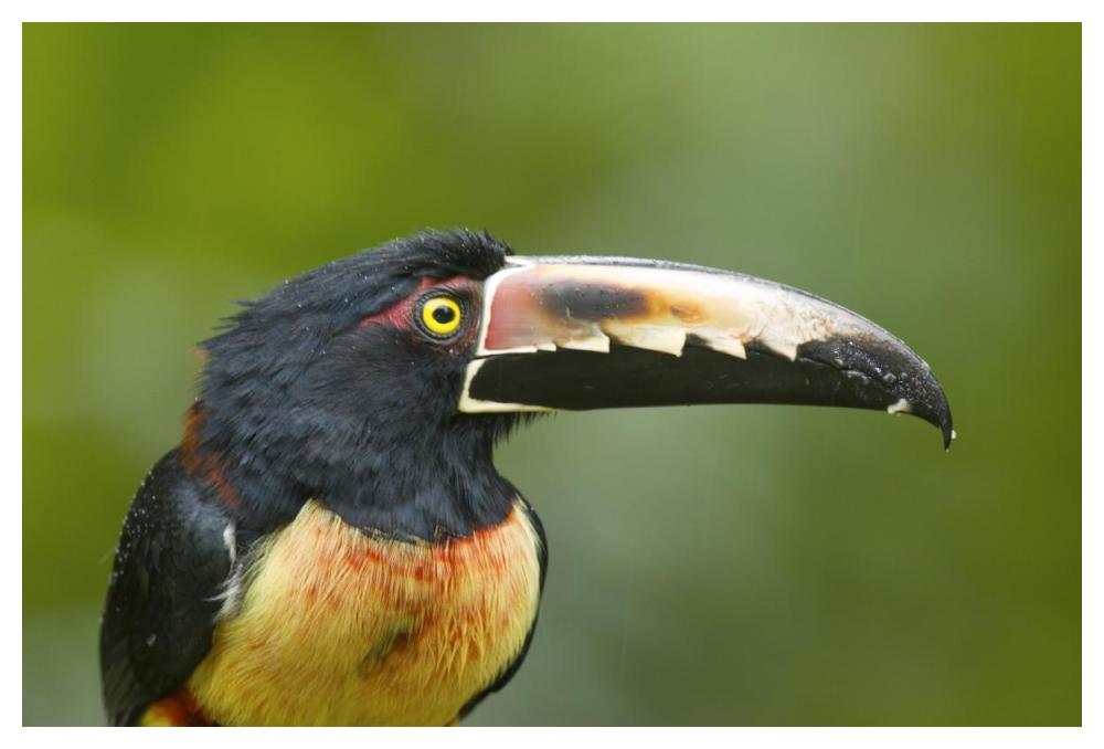 Collared Aracari, Costa Rica-Paper Art-50,,X34,,