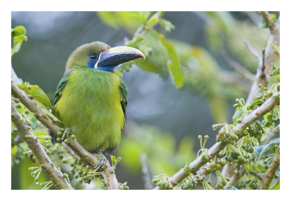 Emerald Toucanet, Costa Rica-Paper Art-26,,X18,,