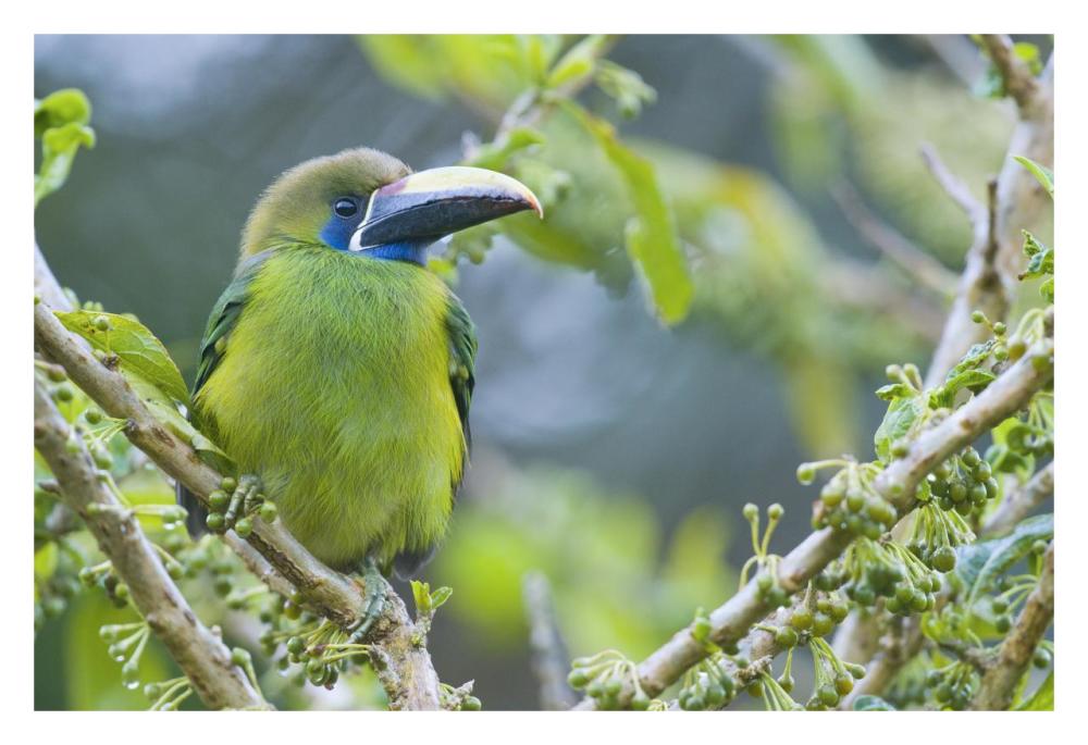 Emerald Toucanet, Costa Rica-Paper Art-32,,X22,,