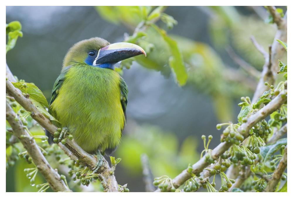 Emerald Toucanet, Costa Rica-Paper Art-50,,X34,,