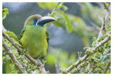 Emerald Toucanet, Costa Rica-Paper Art-50,,X34,,