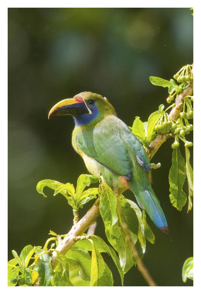 Emerald Toucanet, Costa Rica-Paper Art-14X20