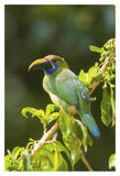 Emerald Toucanet, Costa Rica-Paper Art-14X20
