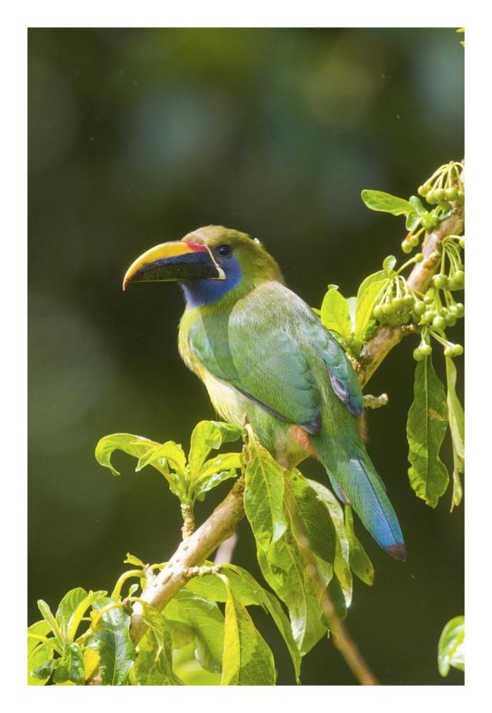 Emerald Toucanet, Costa Rica-Paper Art-18X26