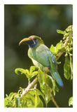 Emerald Toucanet, Costa Rica-Paper Art-18X26