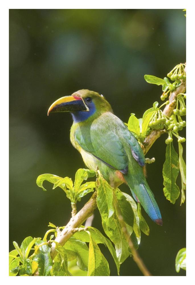 Emerald Toucanet, Costa Rica-Paper Art-22X32