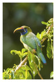 Emerald Toucanet, Costa Rica-Paper Art-22X32