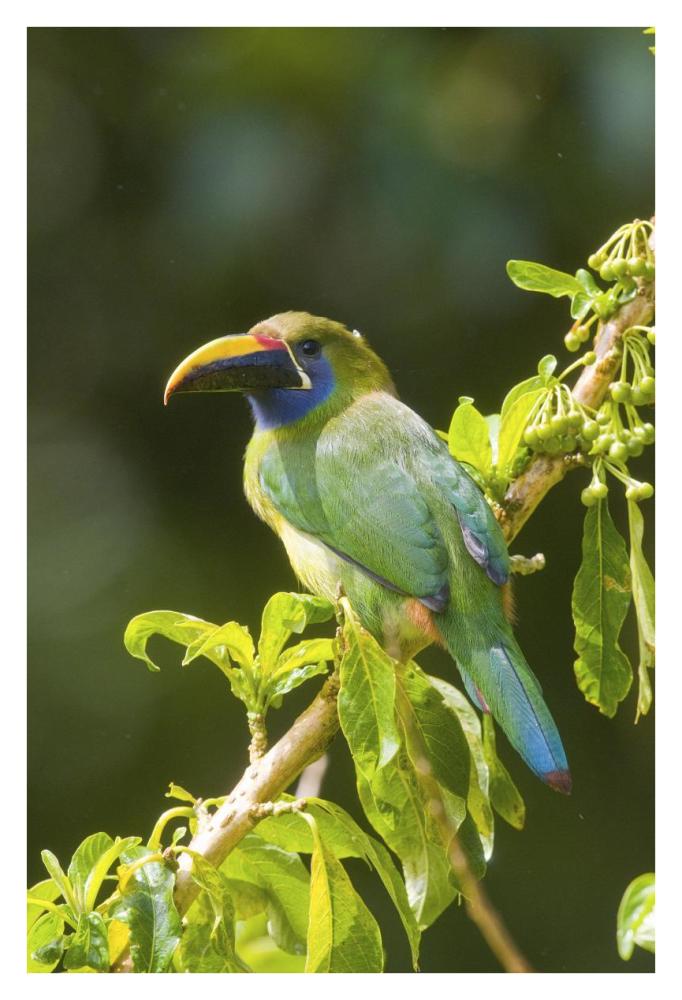 Emerald Toucanet, Costa Rica-Paper Art-26X38