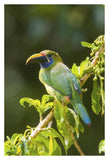 Emerald Toucanet, Costa Rica-Paper Art-26X38