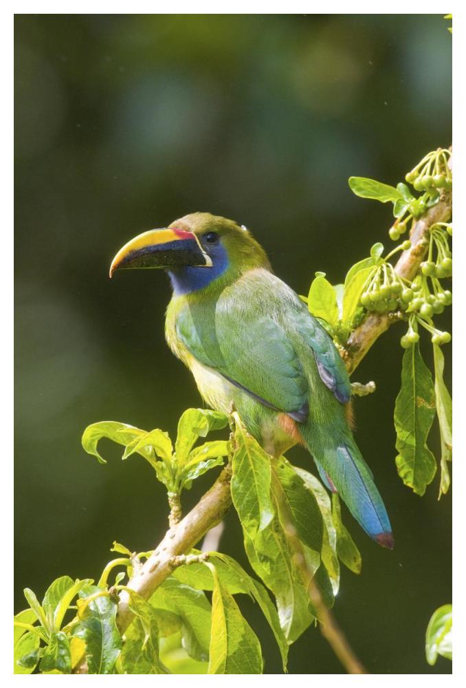 Emerald Toucanet, Costa Rica-Paper Art-34X50