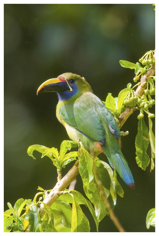 Emerald Toucanet, Costa Rica-Paper Art-42X62