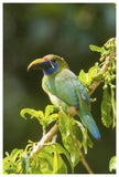 Emerald Toucanet, Costa Rica-Paper Art-42X62