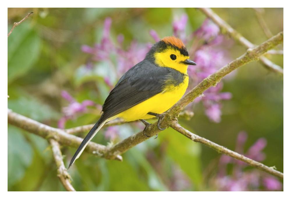 Collared Redstart, Costa Rica-Paper Art-20X14