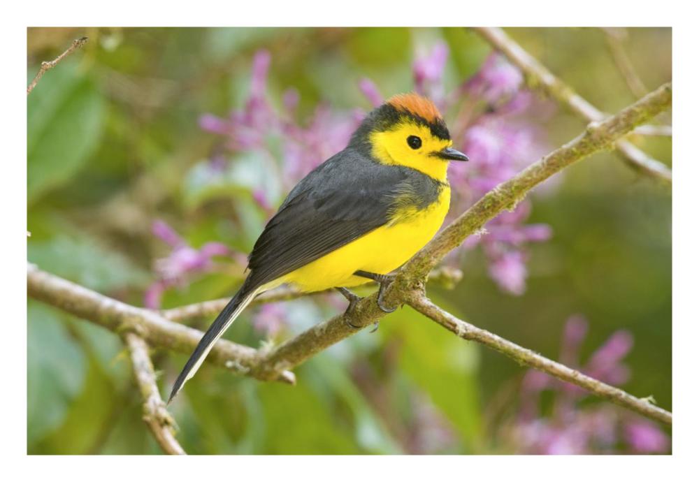 Collared Redstart, Costa Rica-Paper Art-26X18