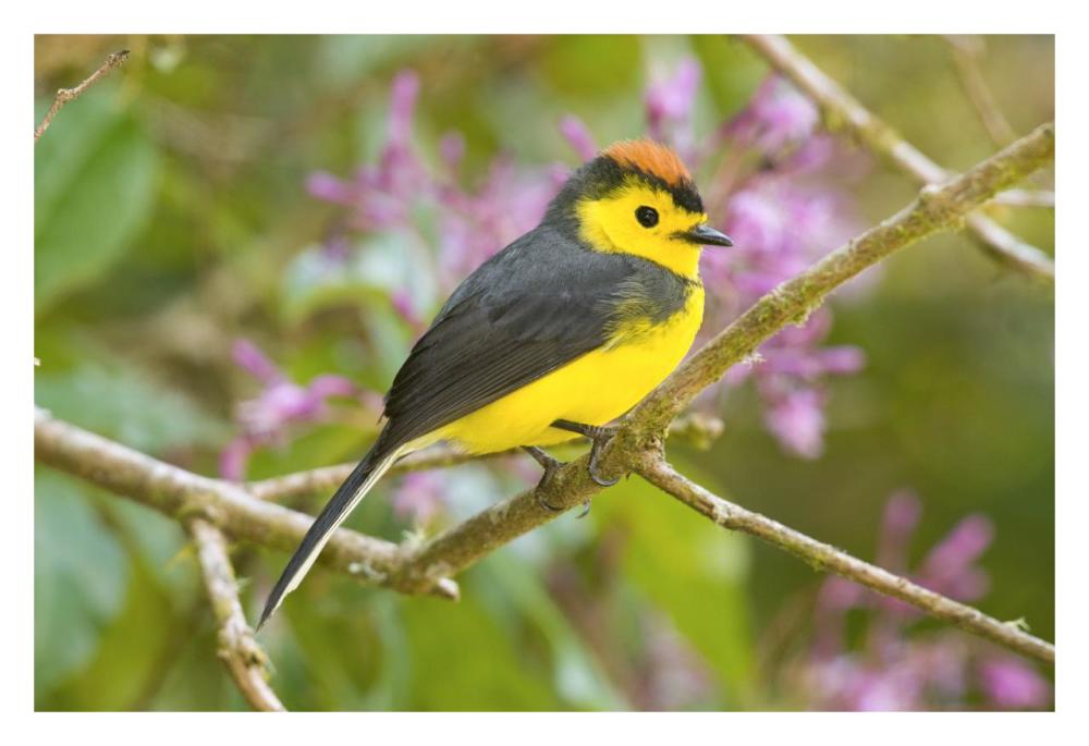 Collared Redstart, Costa Rica-Paper Art-32X22