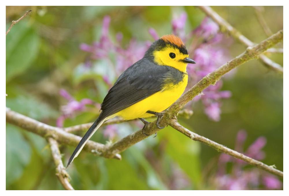 Collared Redstart, Costa Rica-Paper Art-50X34