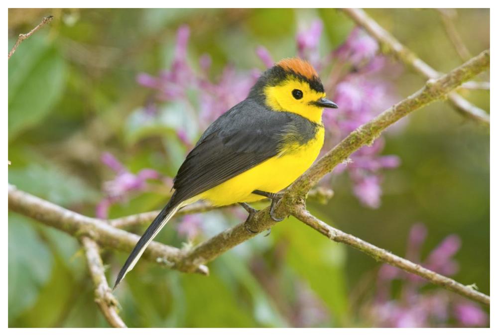 Collared Redstart, Costa Rica-Paper Art-62X42
