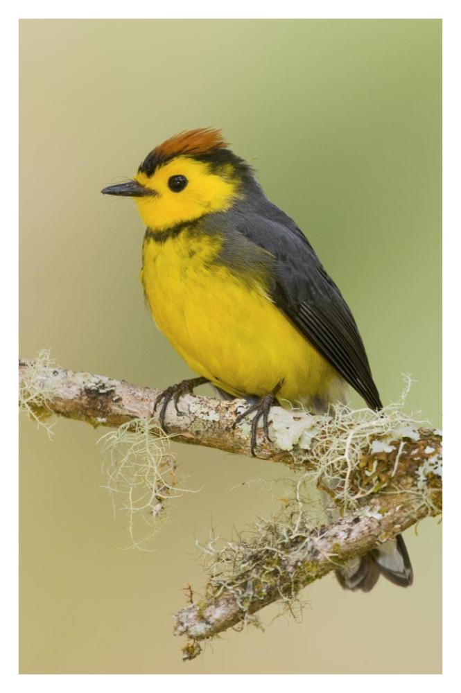 Collared Redstart, Costa Rica-Paper Art-26X38