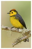 Collared Redstart, Costa Rica-Paper Art-34X50