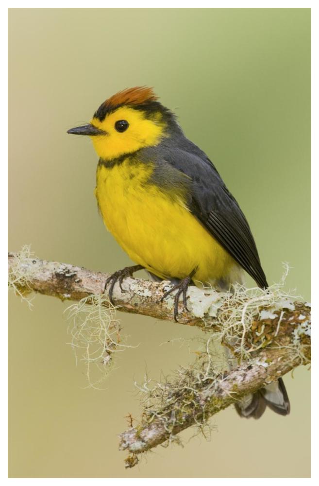 Collared Redstart, Costa Rica-Paper Art-42X62