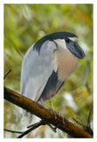 Boat-Billed Heron, Costa Rica-Paper Art-14X20
