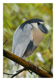 Boat-Billed Heron, Costa Rica-Paper Art-18X26