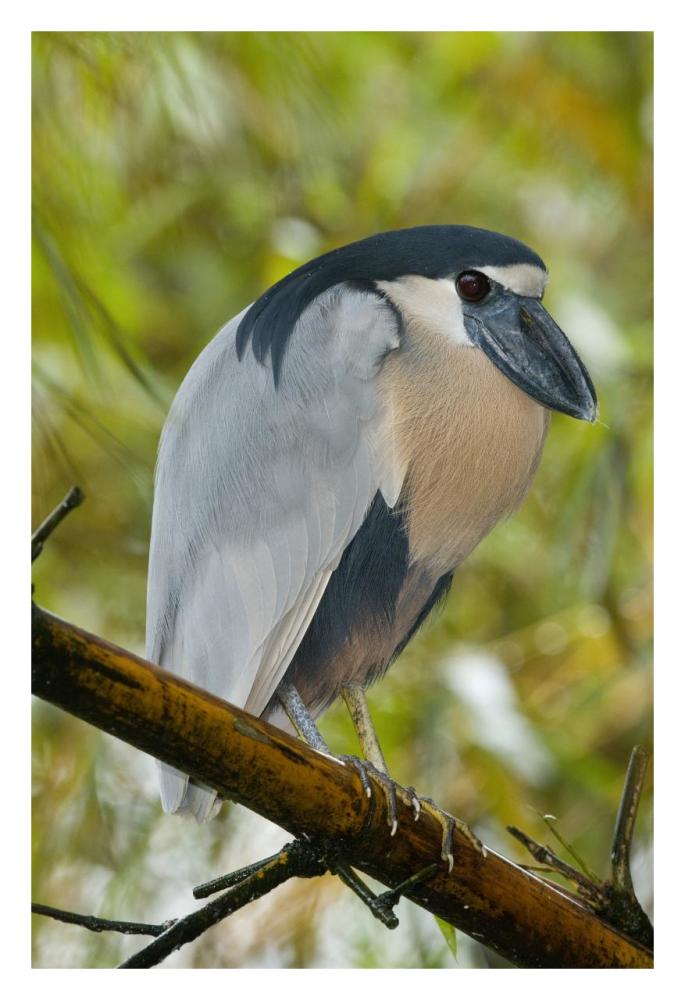 Boat-Billed Heron, Costa Rica-Paper Art-22X32