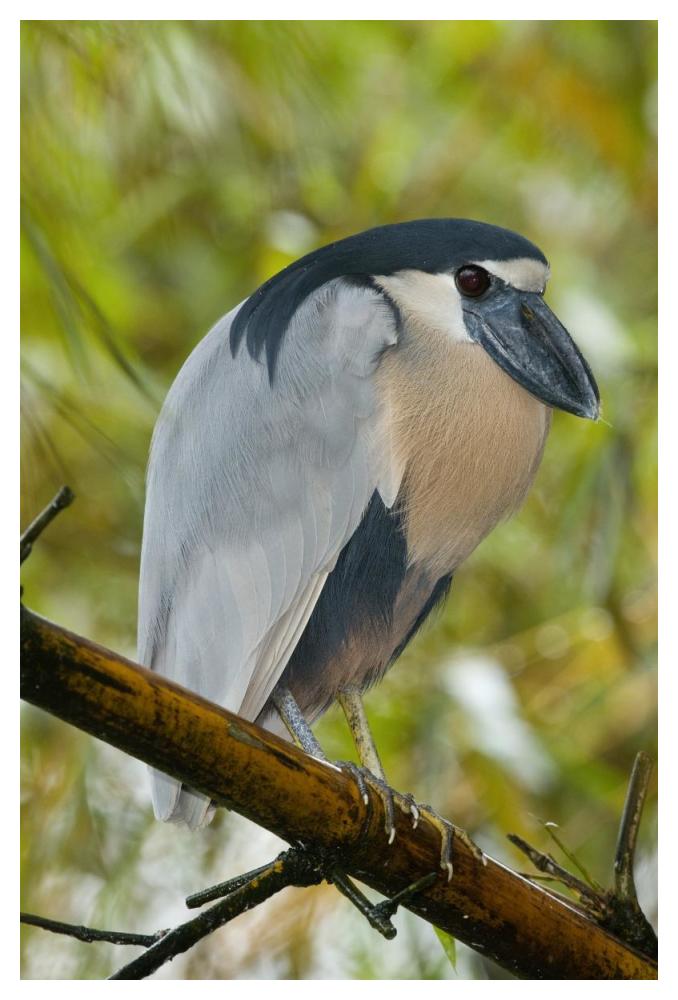 Boat-Billed Heron, Costa Rica-Paper Art-34X50