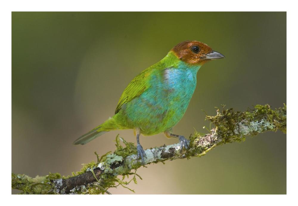 Bay-Headed Tanager, Costa Rica-Paper Art-26X18