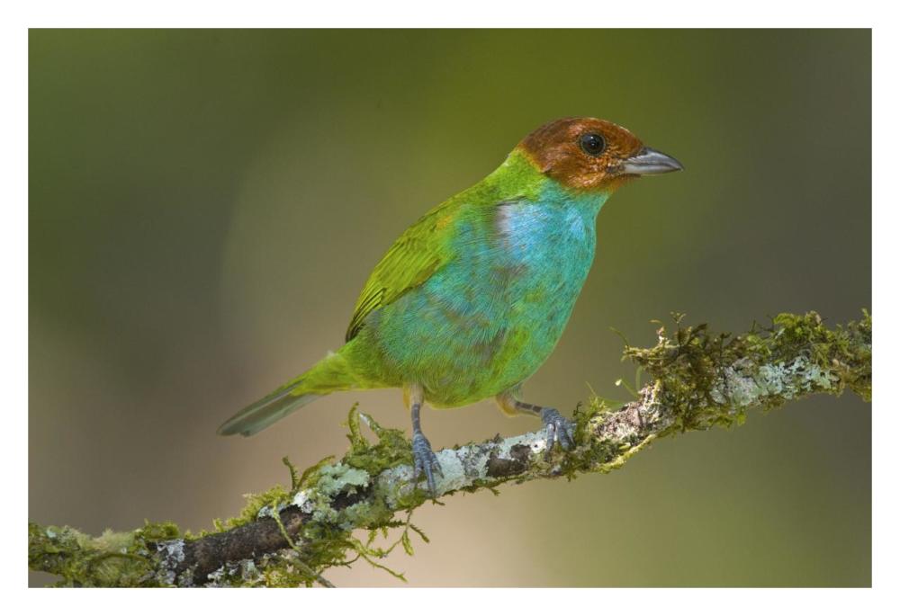 Bay-Headed Tanager, Costa Rica-Paper Art-32X22