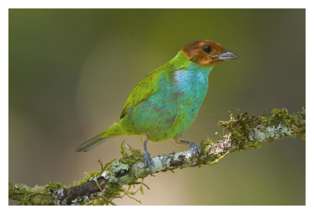 Bay-Headed Tanager, Costa Rica-Paper Art-38X26