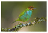Bay-Headed Tanager, Costa Rica-Paper Art-38X26