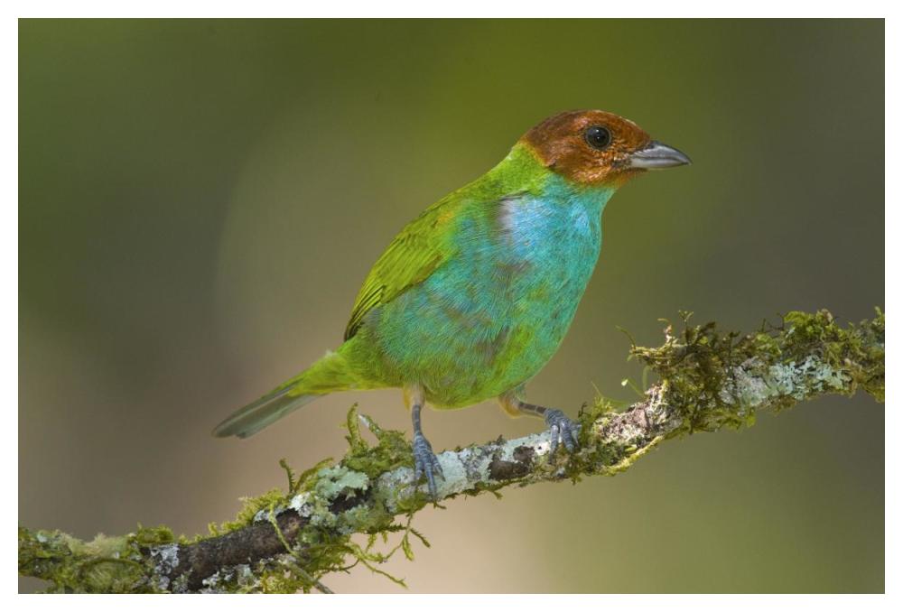 Bay-Headed Tanager, Costa Rica-Paper Art-50X34
