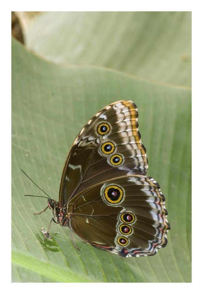 Blue Morpho Butterfly, Ecuador-Paper Art-18X26