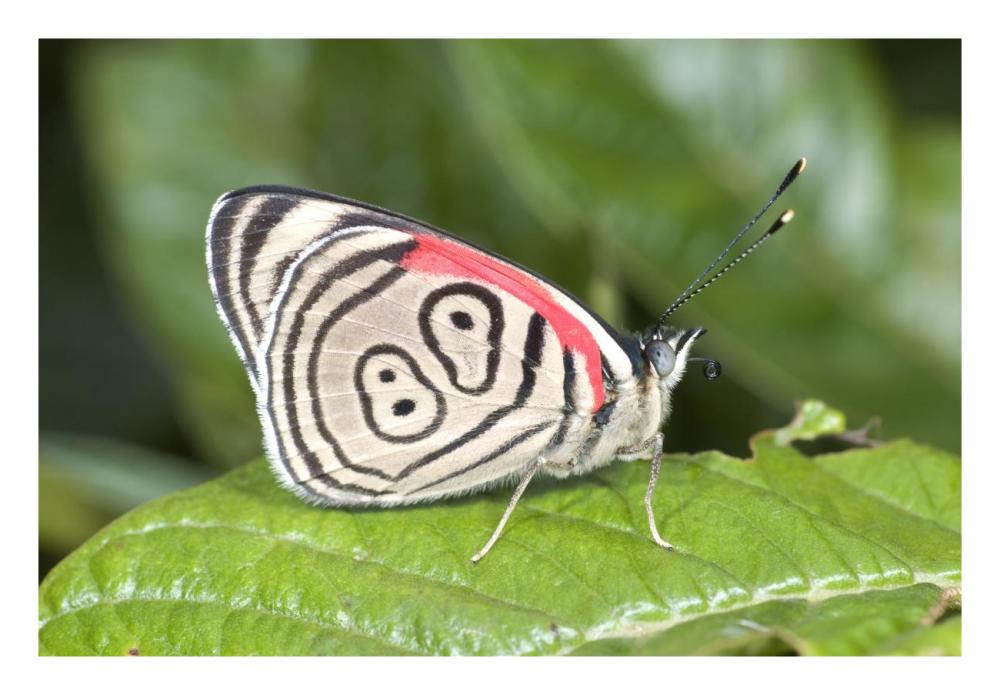 Eighty-Nine Butterfly, Ecuador-Paper Art-26X18