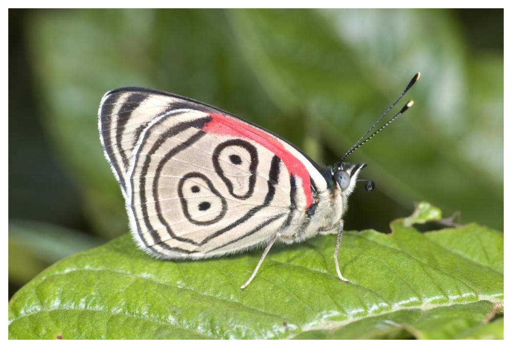 Eighty-Nine Butterfly, Ecuador-Paper Art-62X42