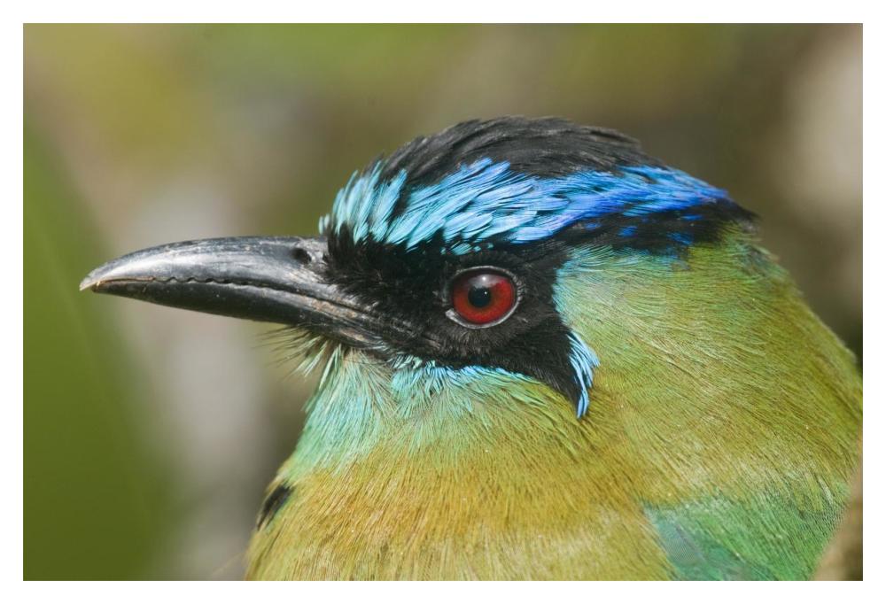 Blue-Crowned Motmot, Costa Rica-Paper Art-20X14