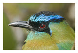 Blue-Crowned Motmot, Costa Rica-Paper Art-26X18