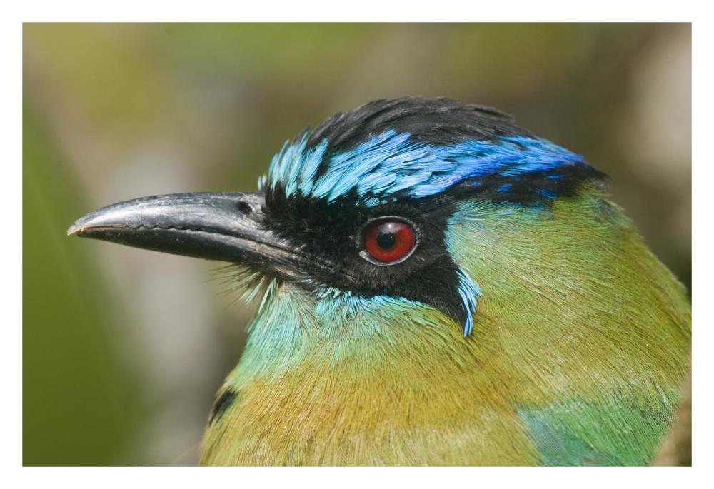 Blue-Crowned Motmot, Costa Rica-Paper Art-32X22