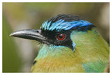 Blue-Crowned Motmot, Costa Rica-Paper Art-50X34